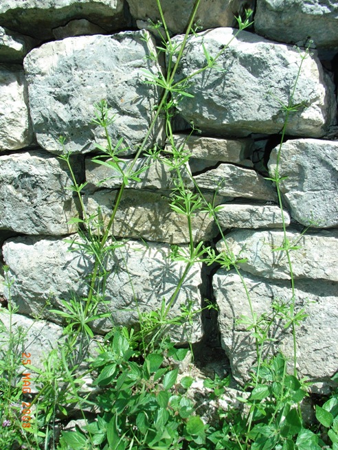 Galium aparine